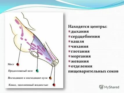 Центры кашля и чихания находятся в каком
