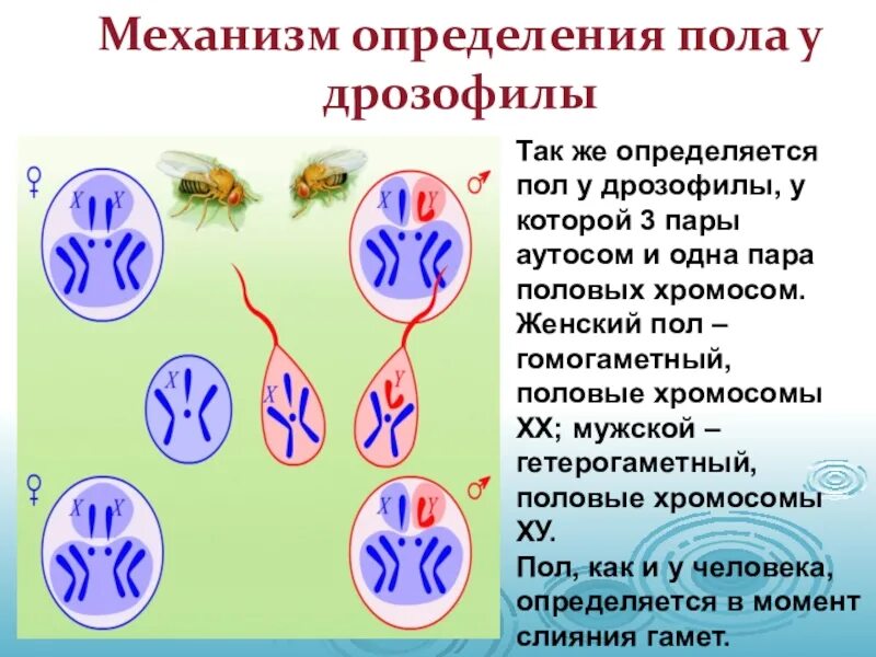 Сколько хромосом в гамете организма. Половые хромосомы дрозофилы. Половые хромосомы самки дрозофилы. Хромосомы определяющие пол. Генетика пола дрозофилы.