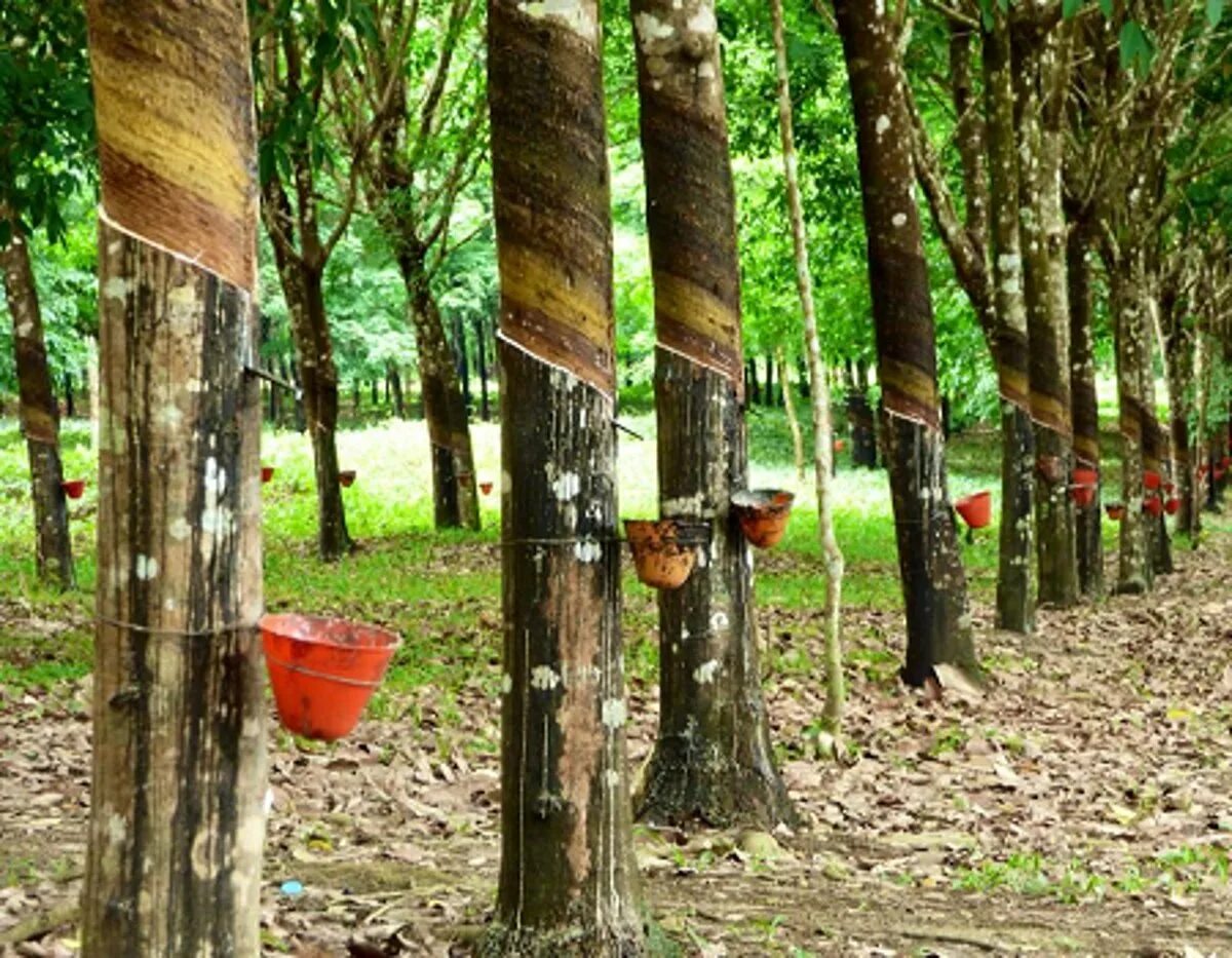 Гевея бразильская. Каучуконос гевея. Гевея бразильская. Каучуковое дерево гевея. Гевея бразильская.
