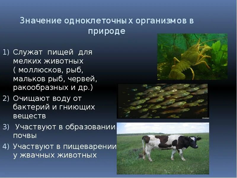 Значение одноклеточных организмов. Одноклеточные организмы в природе. Роль одноклеточных животных в природе. Роль одноклеточных организмов в природе. В чем заключается роль животных