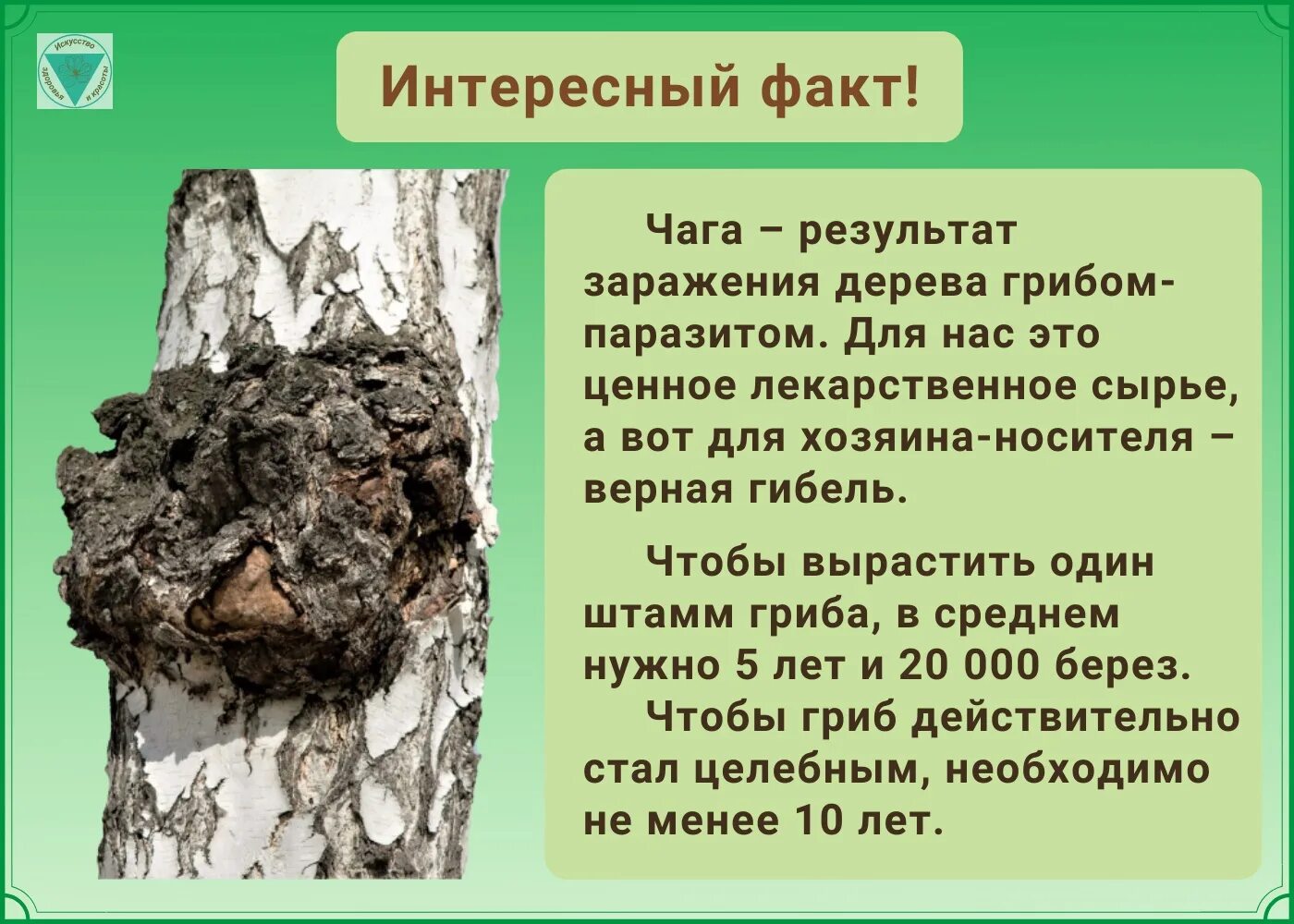 Для чего пьют чагу. Чага на дереве. Береза и гриб чага взаимоотношения. Гриб чага фото и описание. Проект по чагу.