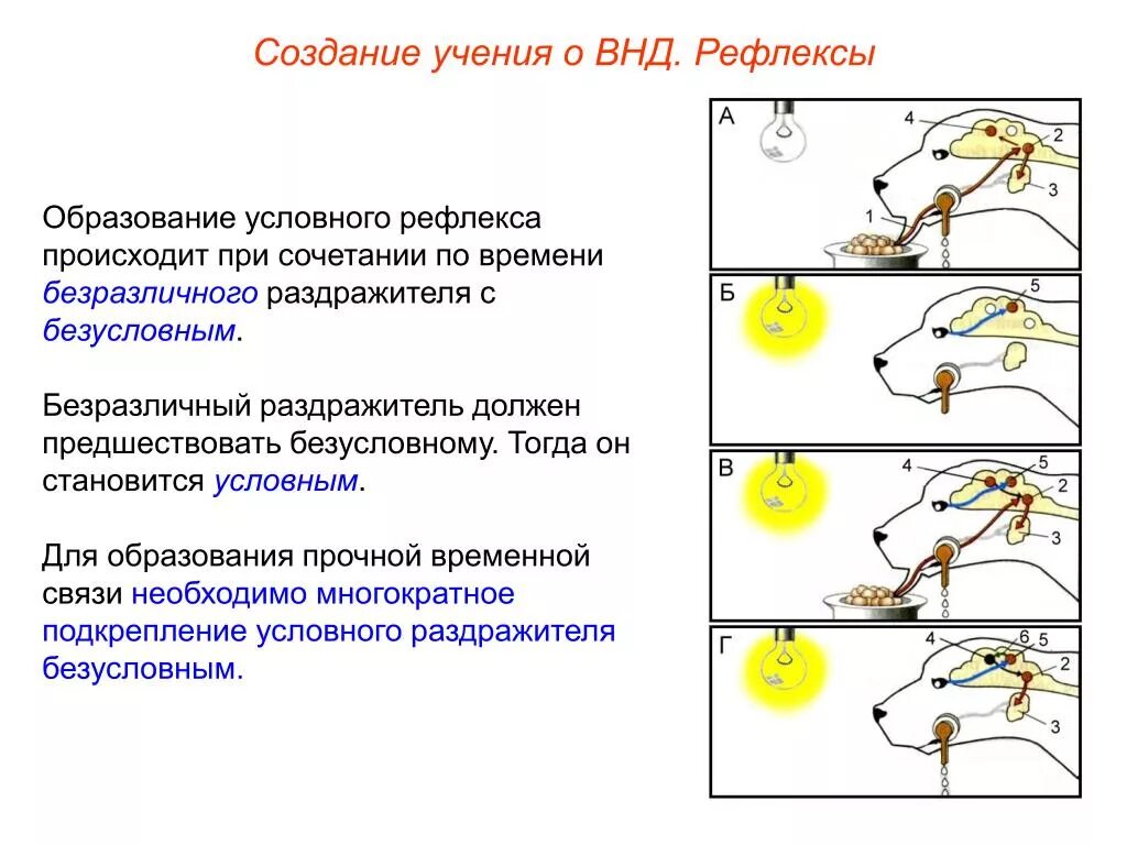 Условные рефлексы задания