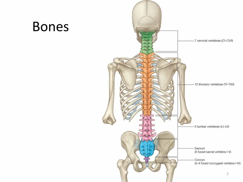 Поясничный скелет. Позвонок грудного отдела анатомия. Th1 th12 грудной отдел позвоночника. Позвонки спина th6. Позвоночник человека 7 позвонок грудного отдела.