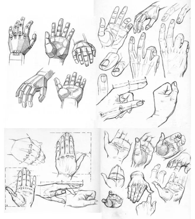 Строение руки рисунок. Анатомия руки для художников. Рука художника с кистью. Анатомия кисти руки человека для художников. Строение кистей рук для художников.