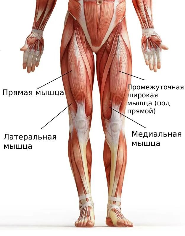 Головки четырехглавой мышцы бедра. Четырехглавая мышца квадрицепс. Квадрицепс медиальная головка. Квадрицепс анатомия. Четырехглавая мышца бедра функции.