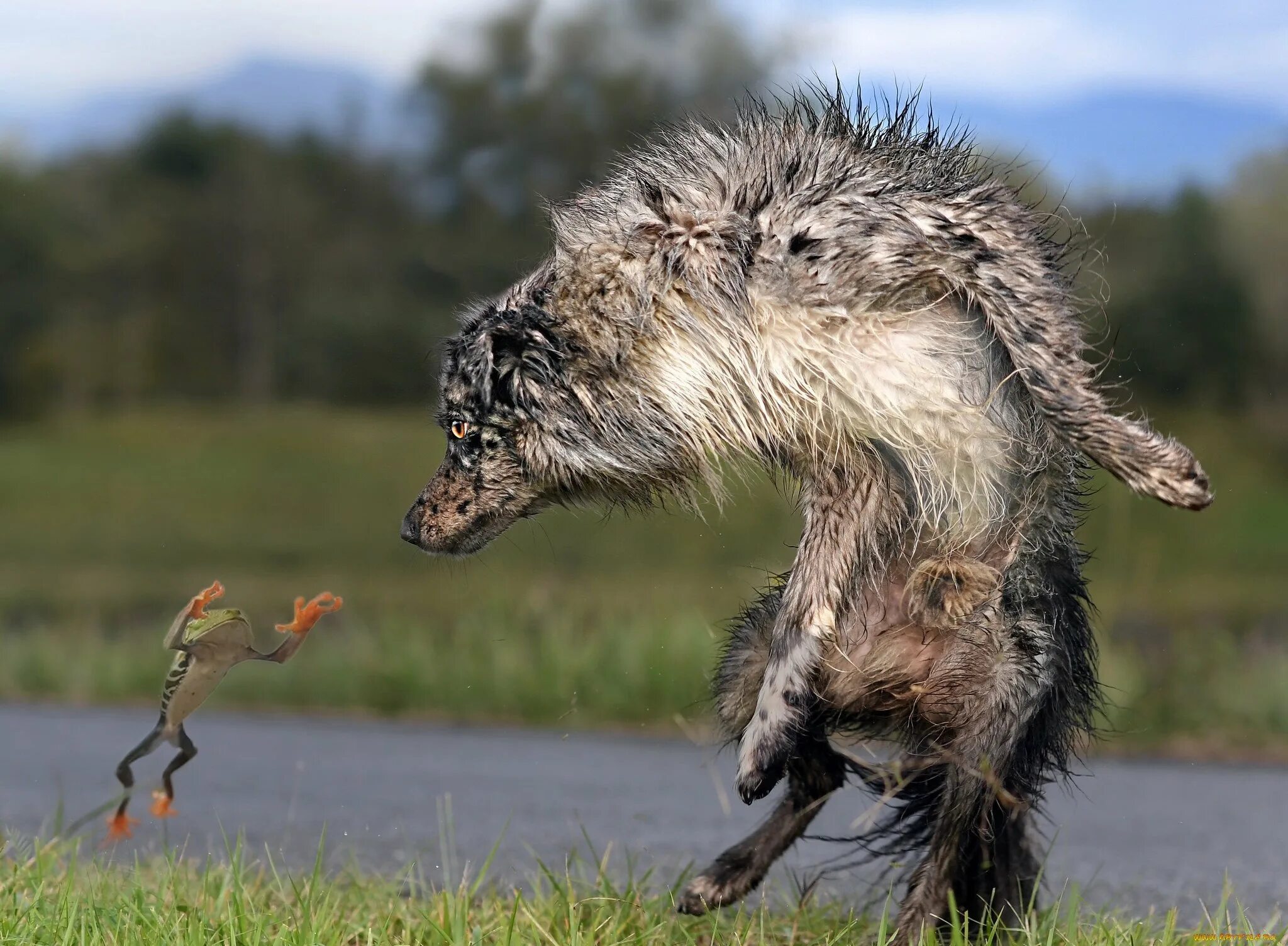 U animal. Испуганные животные. Страх животных. Животные испугались. Животное в испуге.