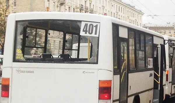 401 маршрутка сосновый бор. Автобус 403 сосновый бор. 403 автобус сосновый бор маршрут. 401 автобус сосновый бор автово. пазик сосновый бор 401.