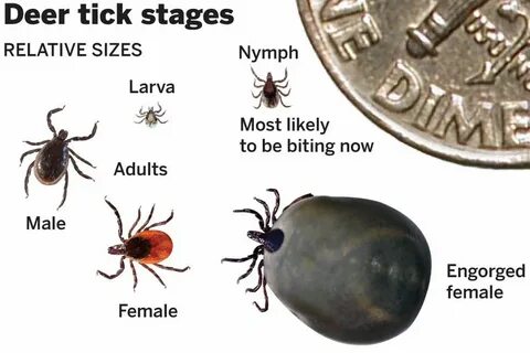 Tick перевод