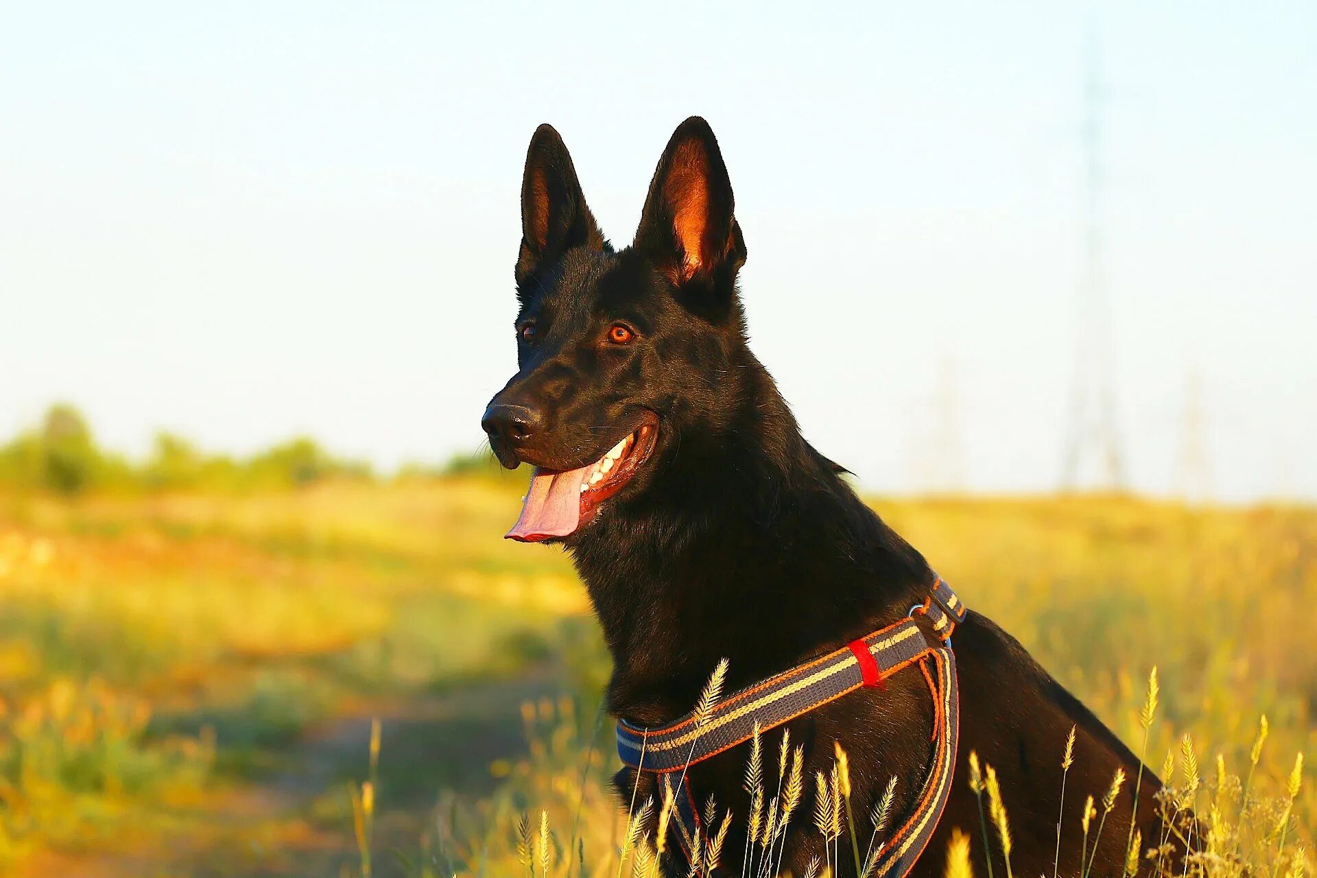 Овчарка босерон. Босерон метис. Французская овчарка босерон. Доберман овчарка. Доберман овчарка.