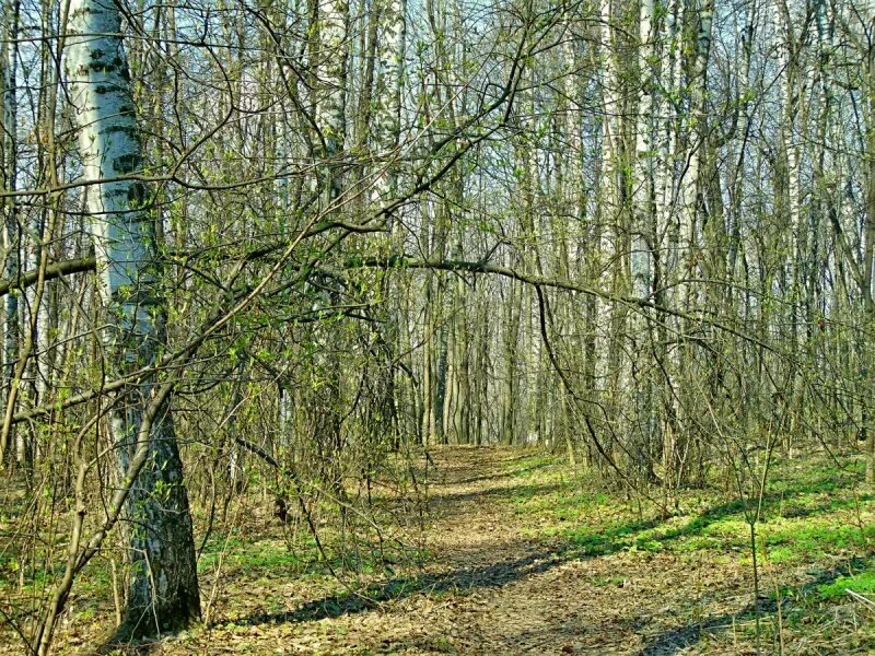 Зеленая дымка на деревьях. Апрель в лесу. Весенний Лиственный лес. Береза в апреле.