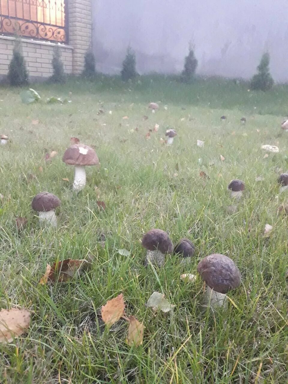 Как вырасти грибы на даче. Грибы на дачном участке. Грибы растут на участке. Белые грибы в огороде. Белые грибы на дачном участке.