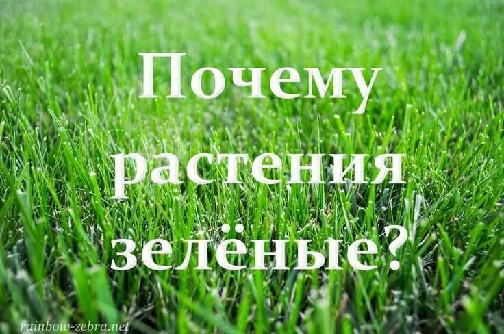 Трава зелена вопрос. Почему растения зеленые. Почему растения зелвне. Почему трава зеленая. Почему трава зелёная для детей.