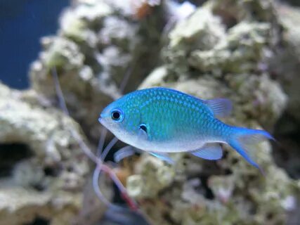 Chromazz chromin