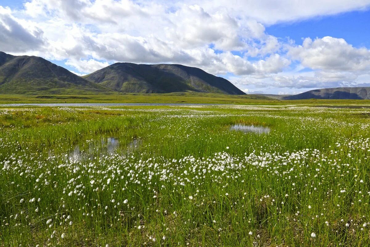 Якутия июнь. Алаас Якутск природа. Природа Якутии Саха сирэ. Алаас Якутия летом. Центральная Якутия луговые степи.