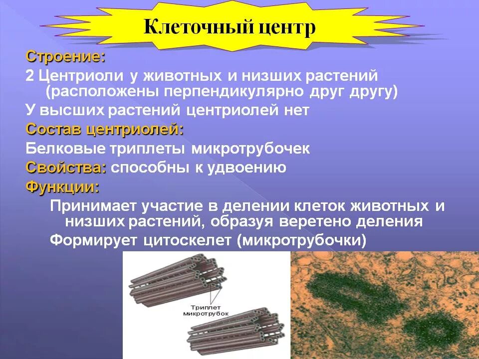 Деление центриолей