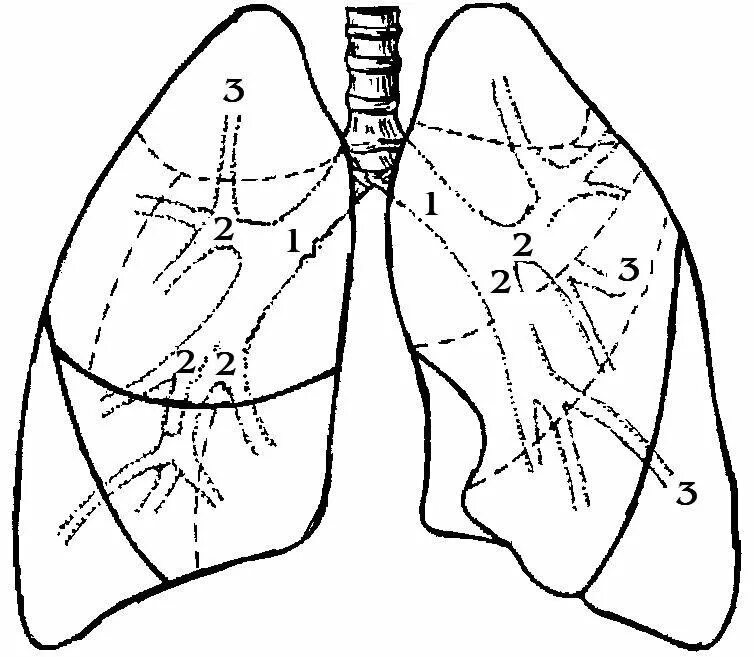 Сегменты легких на кт схема. Сегментарное строение легких рентген. Строение легких анатомия. Сегменты легких на рентгенограмме. Покалывание левого легкого