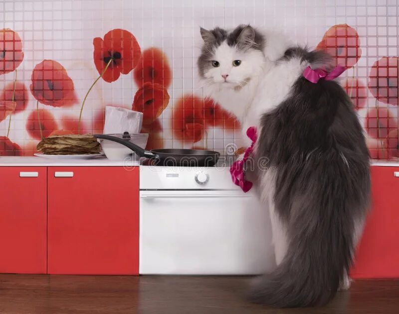 Большой кот домохозяин. Кошка домохозяйка. кот домохозяин. кот домохозяйка мем на кухне. кошка домохозяйка картинки.