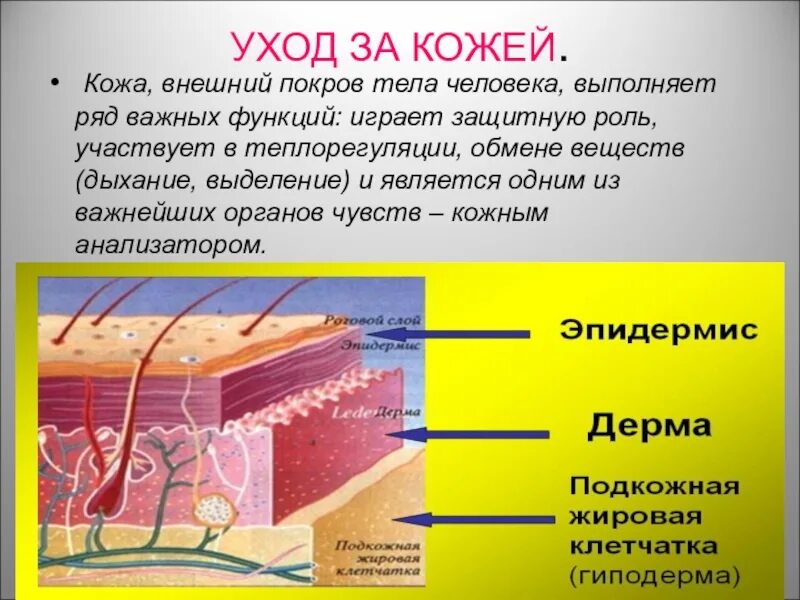 Кожа организма выполняет функции. Наружные покровы тела человека. внешние покровы человека тело. кожа покров тела человека. наружный кожный покров.