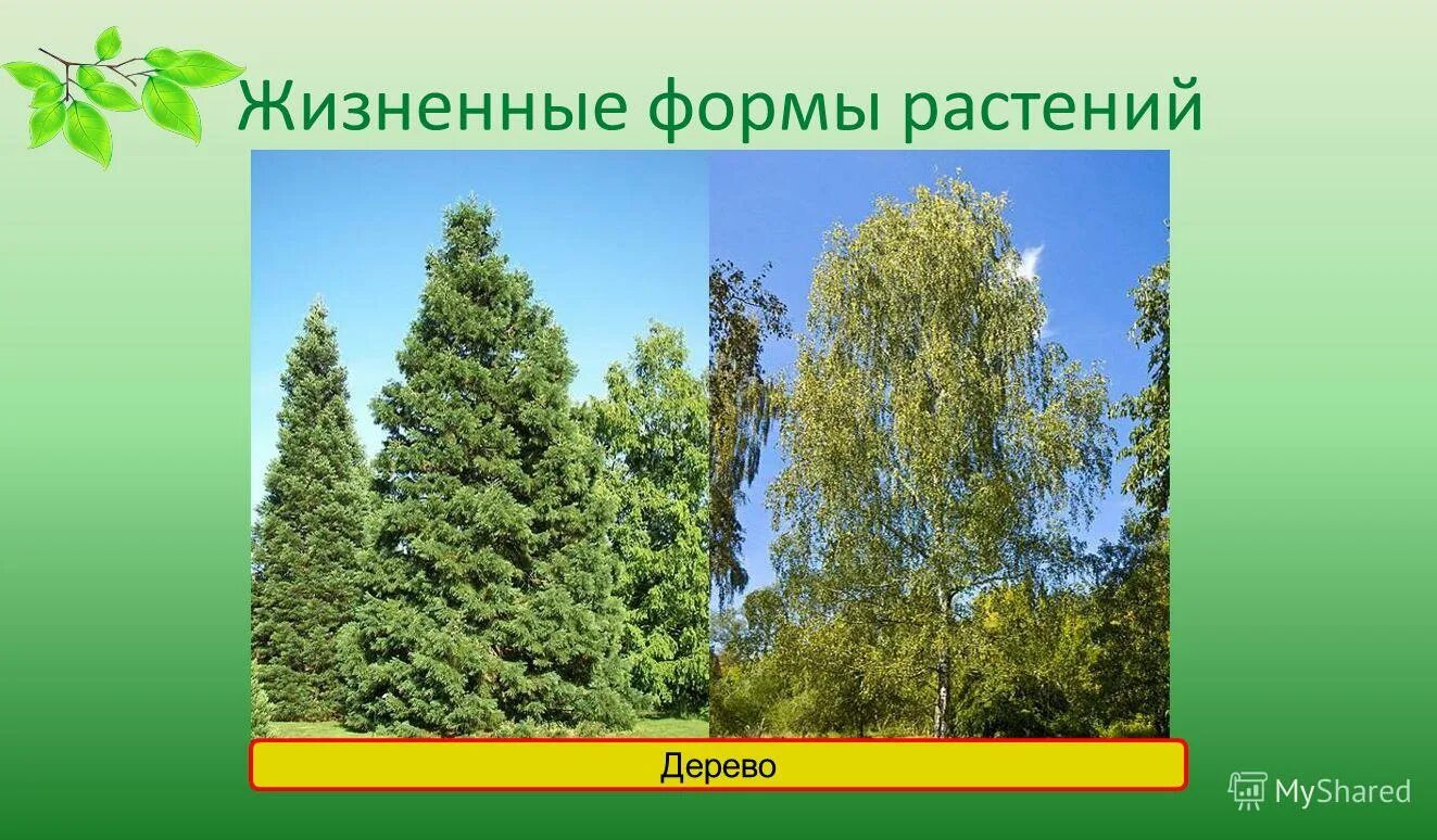 Основные жизненные формы деревья и кустарники