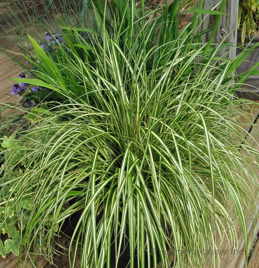 Осока посадка и уход. Осока эверголд. осока carex oshimensis evergold. carex oshimensis &#039;evergold&#039;. oshimensis осока.