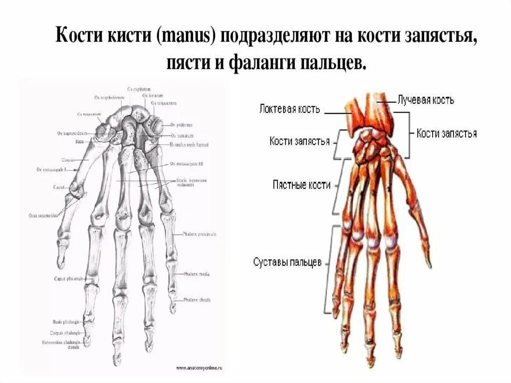 Кости кисти их соединения. Учебник скелет верхней конечности и кисть. Соединения костей запястья