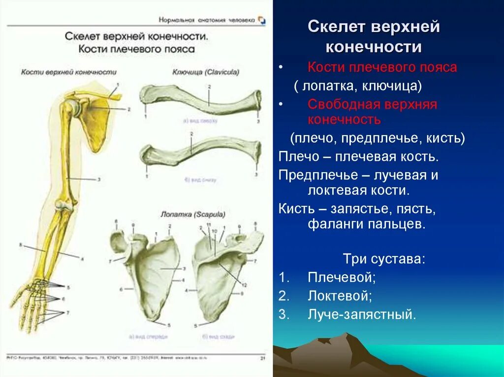 Лопатка ключица плечевая кость анатомия. Скелет пояса верхних конечностей (плечевого пояса). Строение скелета человека плечевой пояс. Строение скелета пояса верхних конечностей.