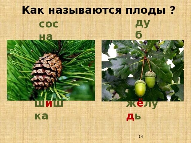 Как называется данный плод. Плоды сосны. название плода дуб. как называются плоды сосны. дерево сосна с плодами.