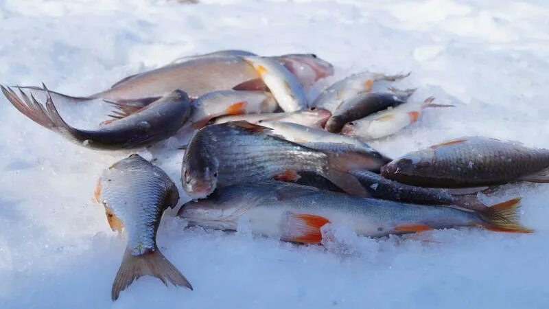 чебак язь подъязок. белая глинка. белая глинка (река). река белоглинка саратов подземная. проект михаил иванович глинка портреты.