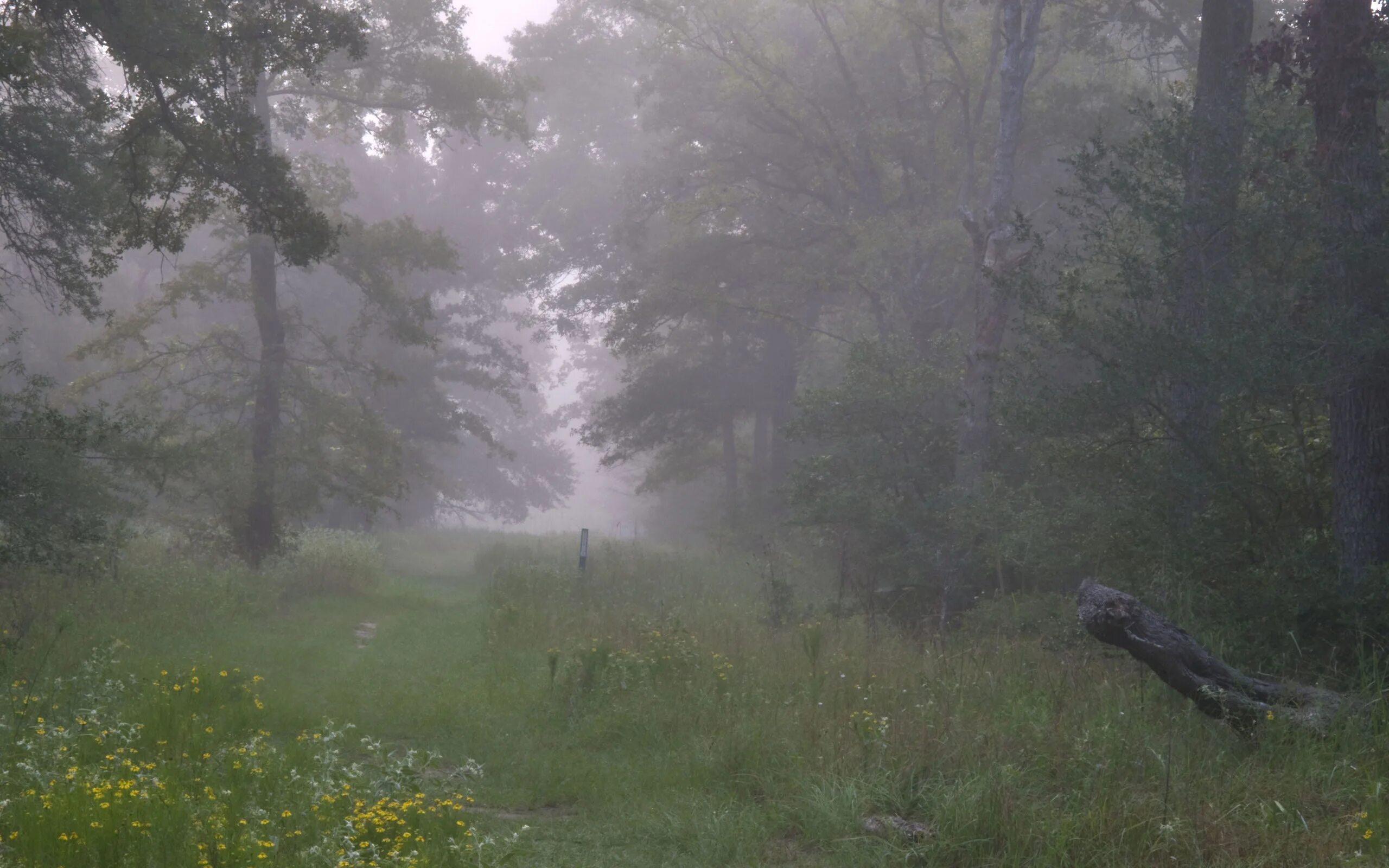 Туманный пейзаж. Пейзаж одинокое дерево. Пасмурный пейзаж. Туманный пейзаж. Пейзаж туман.