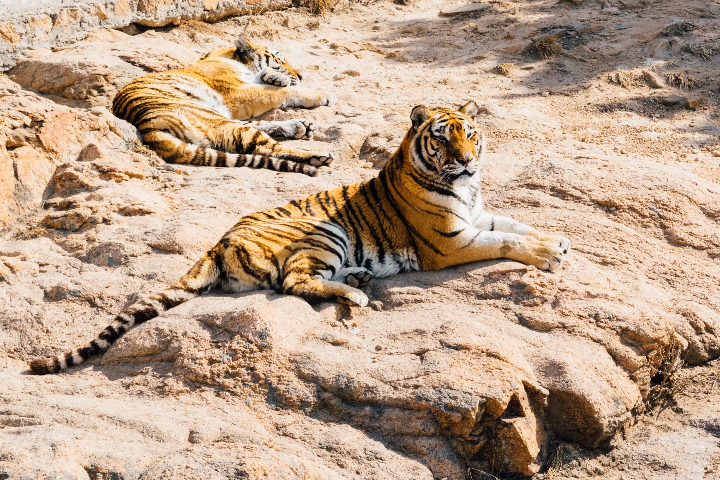 Пустынные хищники. Млекопитающие тигр. Тигр лежит. Тигр лежа. Лежачий тигр.