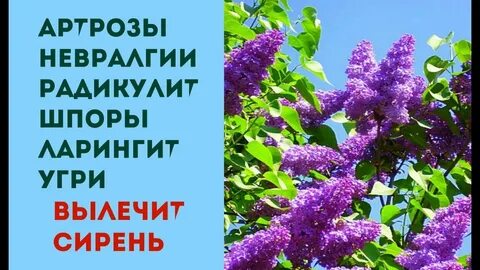 Цветки сирени в народной