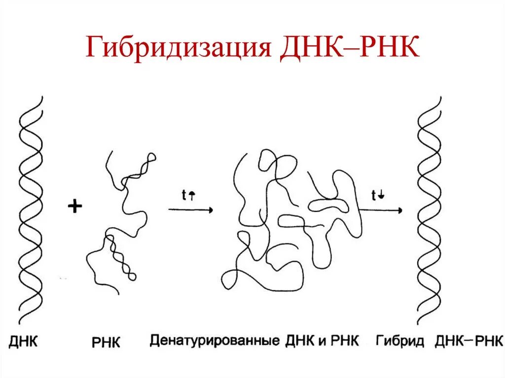 Гибридизация (ДНК-ДНК, ДНК-РНК).. ДНК гибридизация микробиология. Гибридизация ДНК И РНК. Схема молекулярной гибридизации.