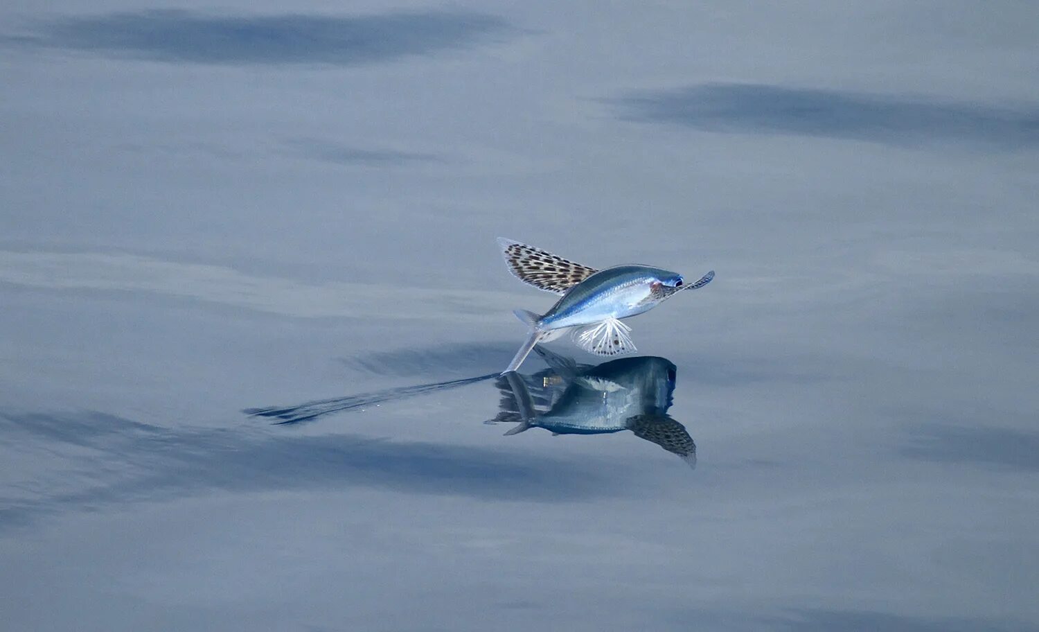 Летучая рыба 2. Летающая рыба. Летучая рыба. Летающая рыба фото. Летучая рыба в воде.