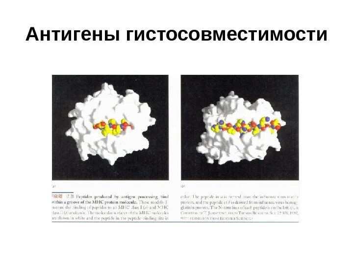 Антигены главного комплекса гистосовместимости. Антигены гистосовместимости 2 класса. антигены главного комплекса гистосовместимости значение. антигены главного комплекса гистосовместимости (мнс). антигены гистосовместимости 1 2 3 классов.