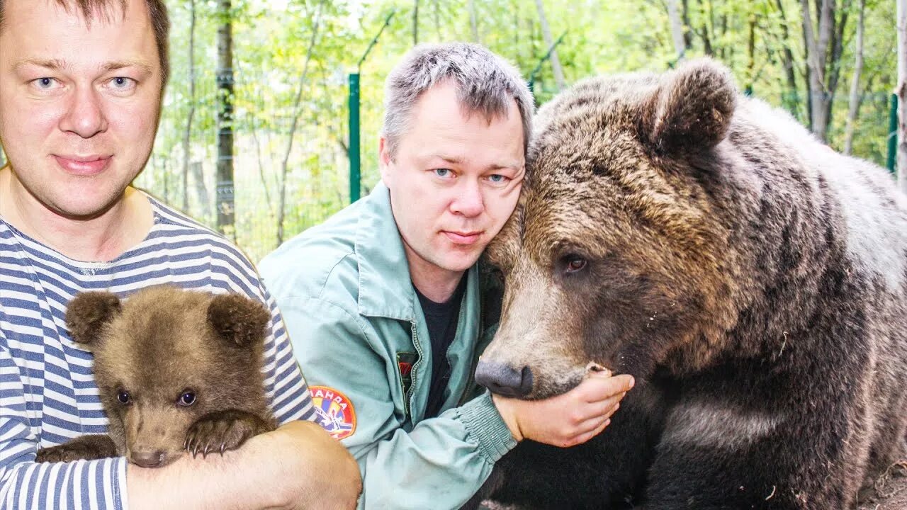 Живого медведя видео