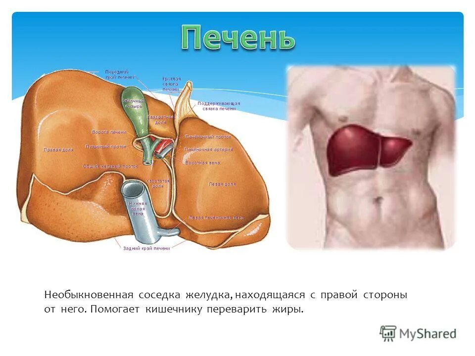 Функции желудка человека. Где расположен желудок 2 класс окружающий мир. Где расположен желудок 2 класс окружающий мир. Где расположен желудок 2 класс окружающий мир. Где расположен желудок 2 класс окружающий мир.
