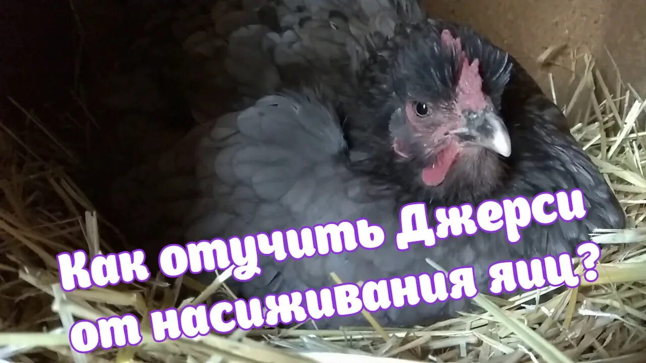 Как отучить курицу сидеть на яйцах. Курица насиживает яйца. как отучить курицу от насиживания. как отучить курицу от насиживания яиц. как отучить курицу от насиживания яиц летом.
