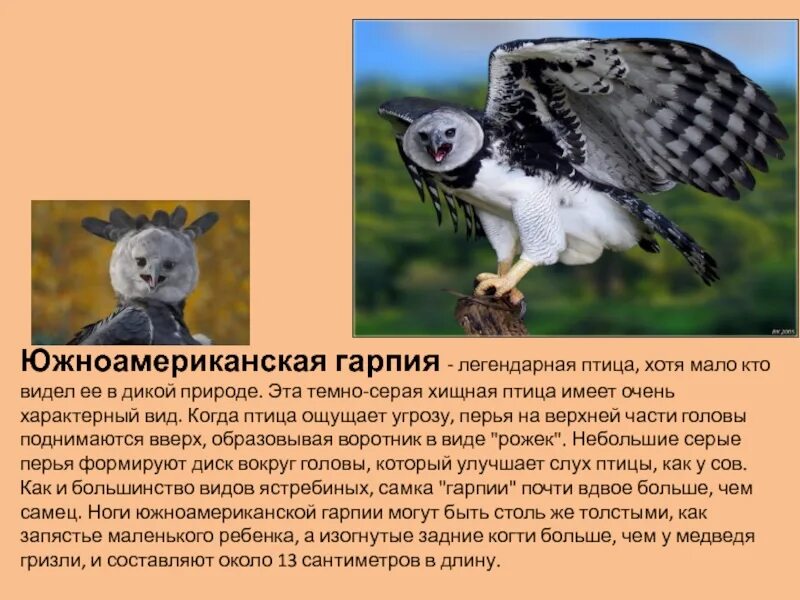 Южноамериканская гарпия Animales en peligro de extincion, Aguila harpia, En peli