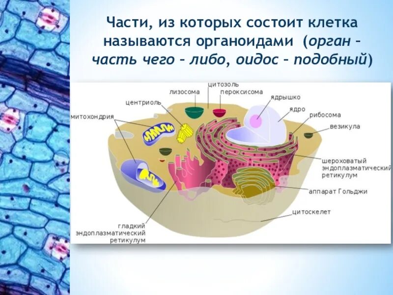 Любая клетка состоит. Из чего состоит клетка. Тщ чего состоит клетка. Название частей клетки. Части клетки называются.