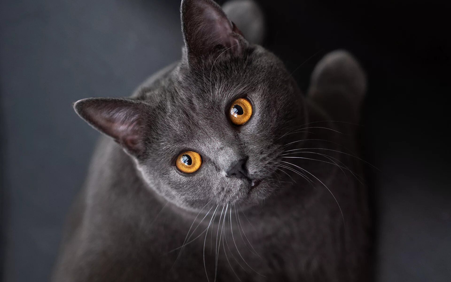 Кот с желтыми глазами порода. Британская короткошёрстная кошка шартрез. Корат шартрез Картезианская кошка. Британский кот короткошерстный серый желтые глаза. Серая кошка порода Корат.