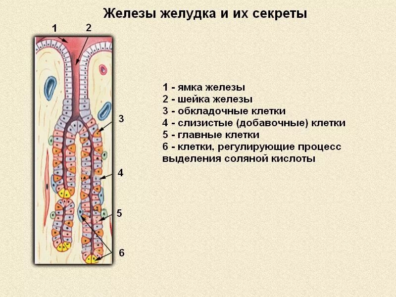 Пищеварение. Функции железы желудка и кишечника. Эндокринные клетки собственной железы желудка. Эндокринные железы желудка. Клетки железы желудка и их функции.
