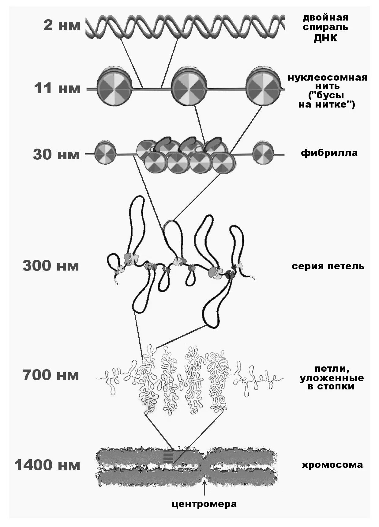 Уровни упаковки компактизации ДНК. Уровни компактизации ДНК В хромосоме. Уровни компактизации ДНК схема. Схема компактизации ДНК В хромосоме. Схема компактизации наследственного материала клетки