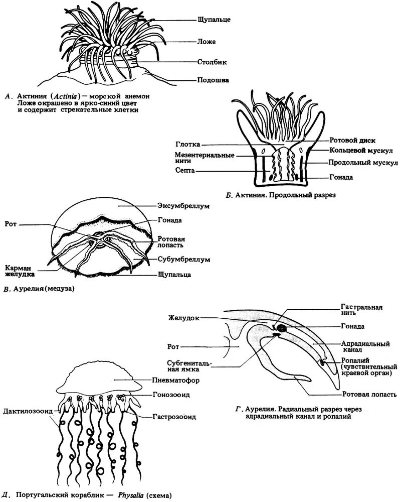 Внешнее строение актинии. Кишечнополостные строение медузы. Актинии строение тела.