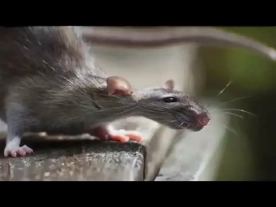 Пищание мыши. Мышь пищит. Мышонок пищит. Звуки крыс и мышей слушать