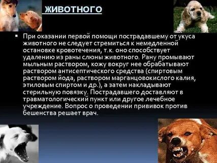 Первая помощь при укусе собаки