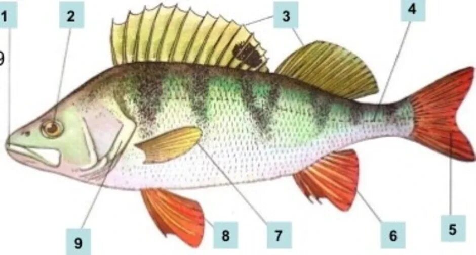 Рыба урок биология. Внешнее строение рыбы 7 класс биология. Строение рыбы окунь. Внешнее строение речного окуня. Речной окунь строение.