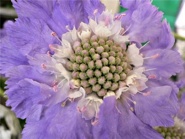 Скабиозы цветы как выглядят Plants for purpose: Full sun David Domoney