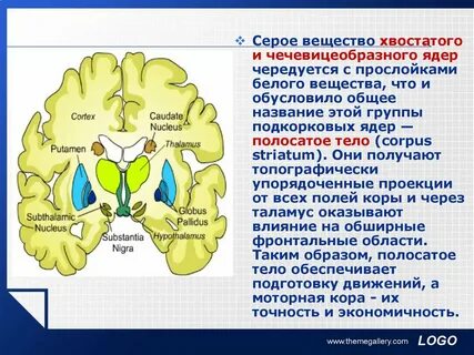 Серое вещество базальные ядра