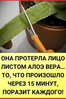 Как использовать листья алоэ для лица