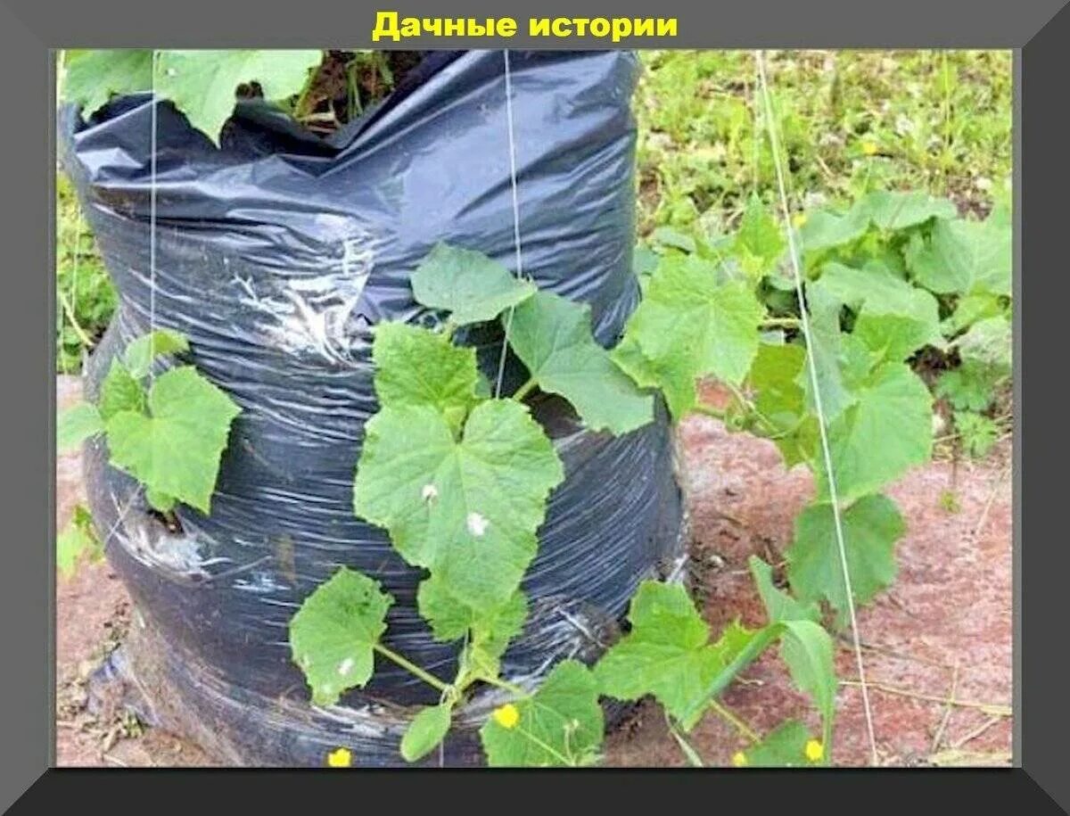 Как посадить огурцы в пакете. Огурцы в мешках. посадка огурцов в мешки. вырастить огурцы в мешках. огурцы в мешках в открытом грунте.